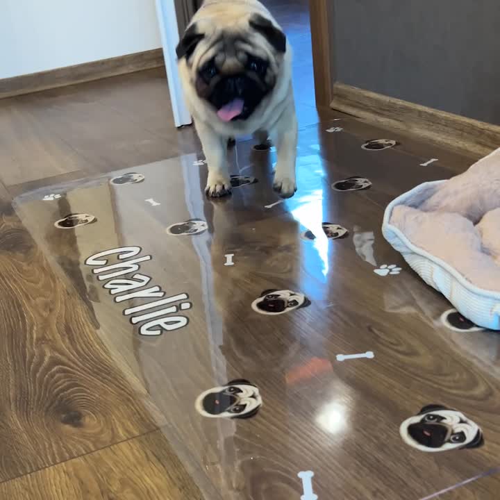 Mops pri pelechu na podložke Proteluna Dogs s menom Charlie